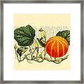 Halloween Pumpkin Antique Illustration Framed Print