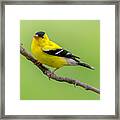 Handsome Male Goldfinch Framed Print