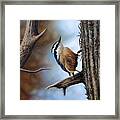 Hangin Out - Nuthatch Framed Print