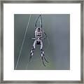 Australian Spider Framed Print