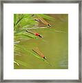 Hanging Out At The Creek Framed Print