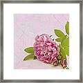 Hansa Rose And Buds Framed Print