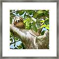 Happiness Is A 3 Toed Sloth Framed Print