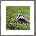 Happy Badger In The Green Grass Framed Print