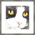 Happy Cat With The Golden Eyes Framed Print