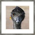 Happy Emu Framed Print