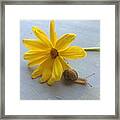 Happy First Day Of Spring🌼🐌 Framed Print