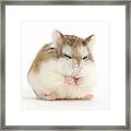 Happy Hammy Framed Print