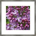 Happy Lilacs Framed Print