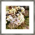 Happy Spring! #spring #flowers Framed Print