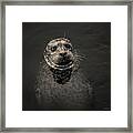 Harbor Seal Iii Toned Sq Framed Print