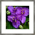 Purple Beauty Framed Print