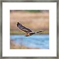 Harrier Over The Marsh Framed Print