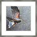Harris Hawk In Flight Framed Print