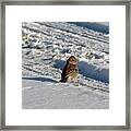 Harris's Sparrow Framed Print