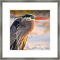 Harry The Heron With Plumage Close-up Framed Print