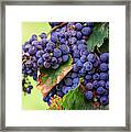 Harvesting Framed Print