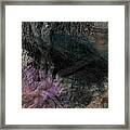 Haunted Roots Framed Print