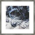 Havanese Black And White Framed Print