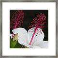 Hawaii Flower Framed Print