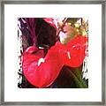 Hawaiian Floral Fantasy Framed Print