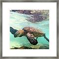 Hawaiian Green Sea Turtle Framed Print