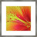 Hawaiian Hibiscus - Orange 01 - Kauai, Hawaii Framed Print