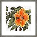 Hawaiian Hibsiscus Orange Framed Print