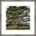 Hawaiian Moluccan Albizia Tree Framed Print
