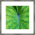 Hawaiian Taro Leaf Texture Framed Print