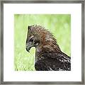 Hawk On The Ground 2 - Contemplating Dinner Framed Print