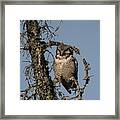 Hawk Owl Gaze Framed Print
