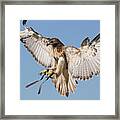 Hawk Showing Off Framed Print