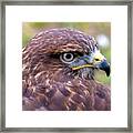 Hawks Eye View Framed Print