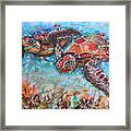 Hawksbill Sea Turtles Framed Print