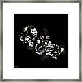 Hawthorne Diamonds Framed Print