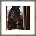Hay There Framed Print