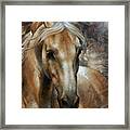 Head Horse 2 Framed Print