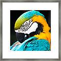 Head Of Parrot Framed Print