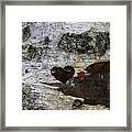 Heart Carved In Tree Framed Print
