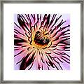 Heart Of A Clematis Framed Print