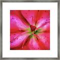 Heart Of A Flower Framed Print