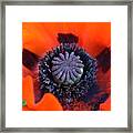 Heart Of The Poppy Framed Print