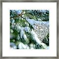 Heart Ornament On Snowy Pine Tree Framed Print