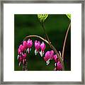 Hearts On A String Framed Print
