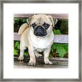 Heathcliff The Pug Framed Print