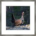Heather Cock In The Morning Sun Framed Print