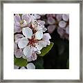 Hedge Flower Framed Print