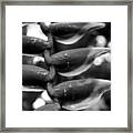 Heliconia After The Rain Framed Print