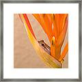 Heliconia And Frog Framed Print